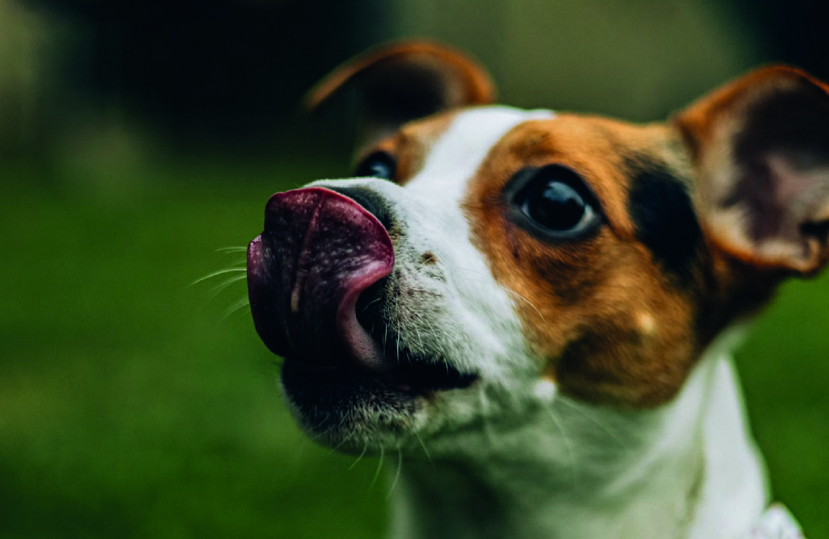 Фото - unsplash.com, Bruno Guerrero.