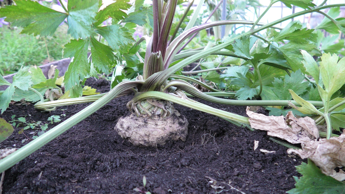 Корневой сельдерей. Фото автора