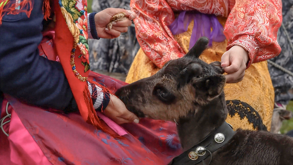 Кадр из видео «В гости к коми оленеводам. Как приручить оленя | Изьватас олэм»/АНО «Ямал-Медиа»