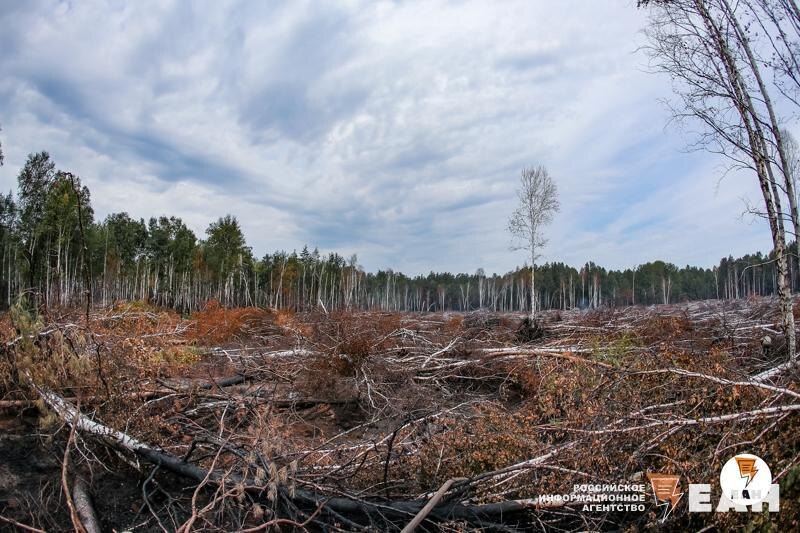    ЕАН. Срубленные деревья