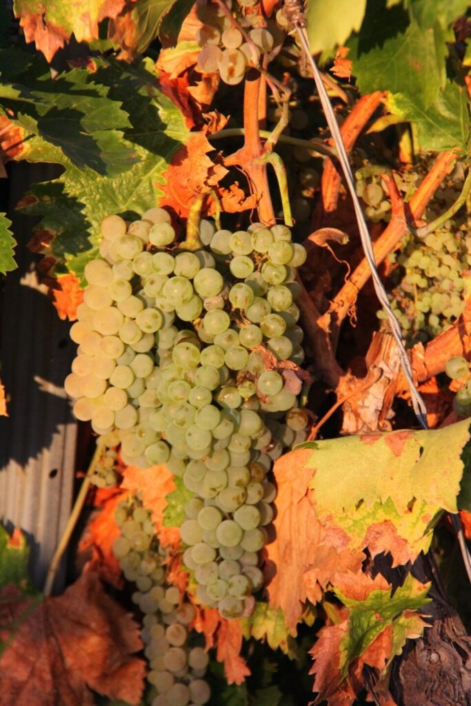 Виноград сорта Педро  📷
