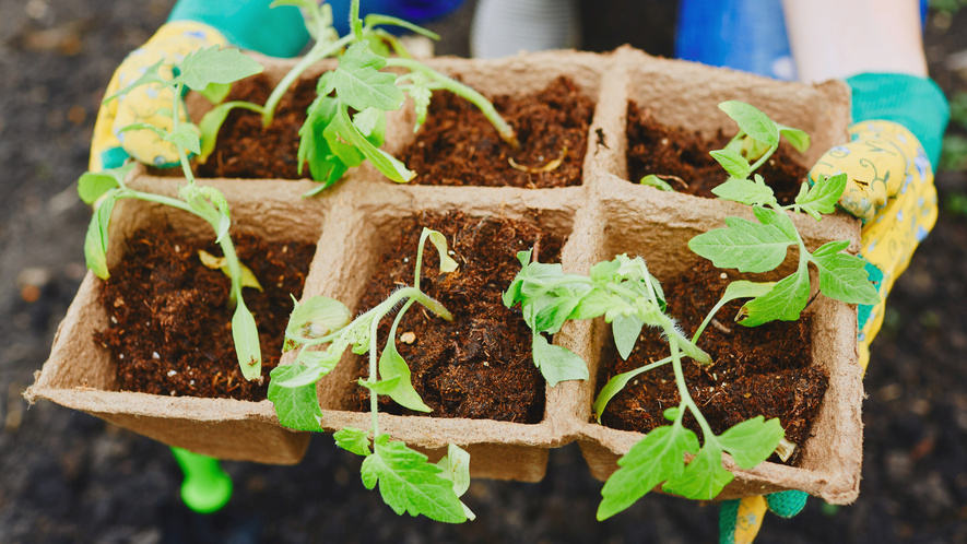 Разница становится заметна через 3 недели после всходов