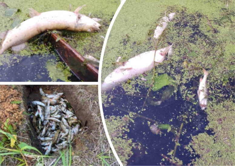 Заморы рыбы. Фото: МИИГАиК
