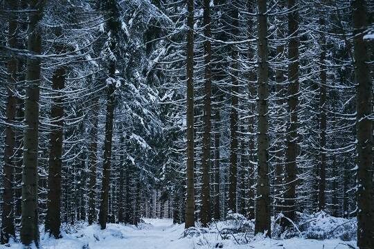 Названа наиболее вероятная причина исчезновения семьи Усольцевых