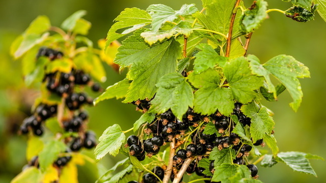 Так выглядела моя смородина три года подряд - одни обещания вместо урожая