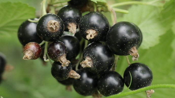 Смородина моего соседа