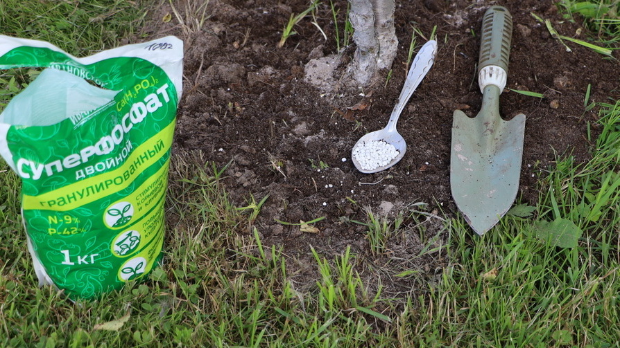 Черная смородина отказывалась плодоносить 3 года подряд. Изменил схему питания