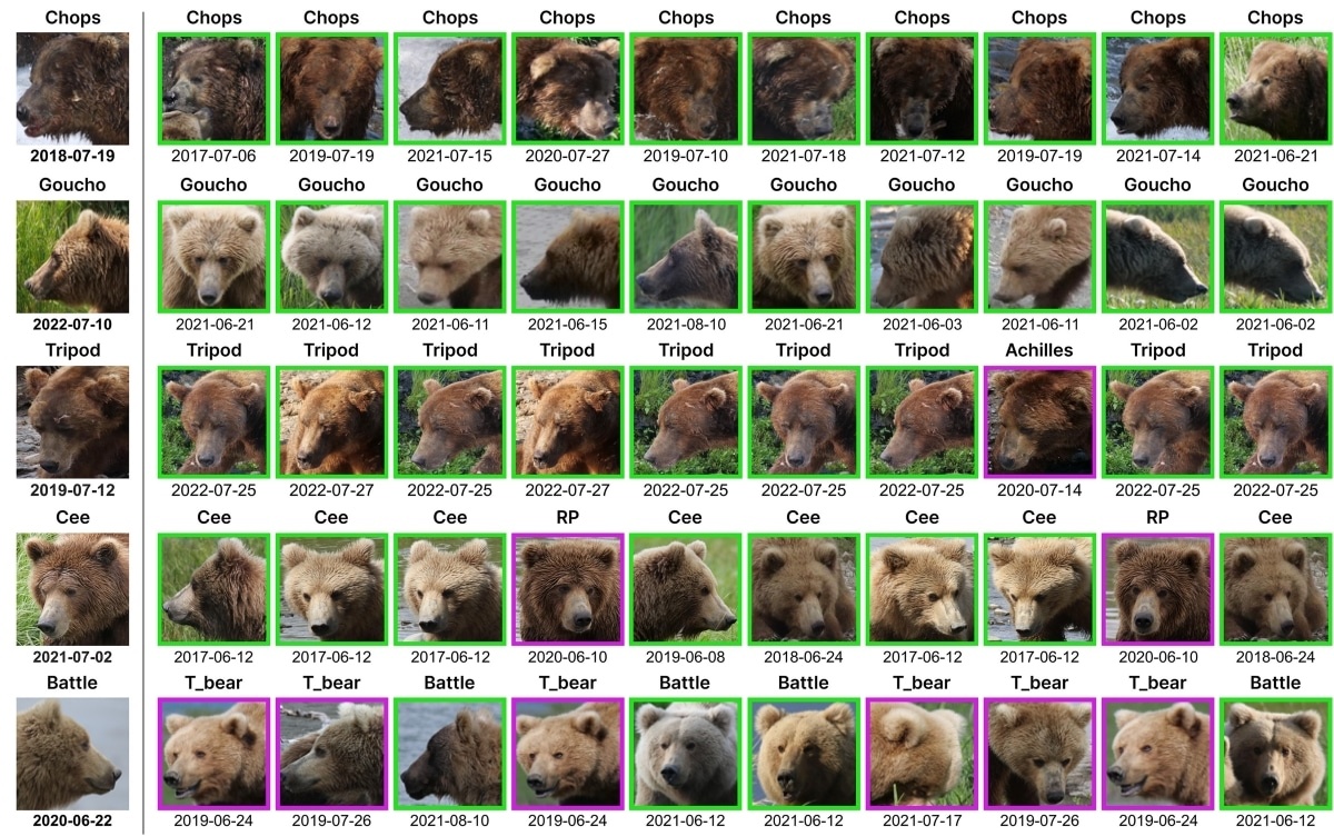    Зеленым — верно распознанные медведи, фиолетовым — неверно / © Beth Rosenberg et al.