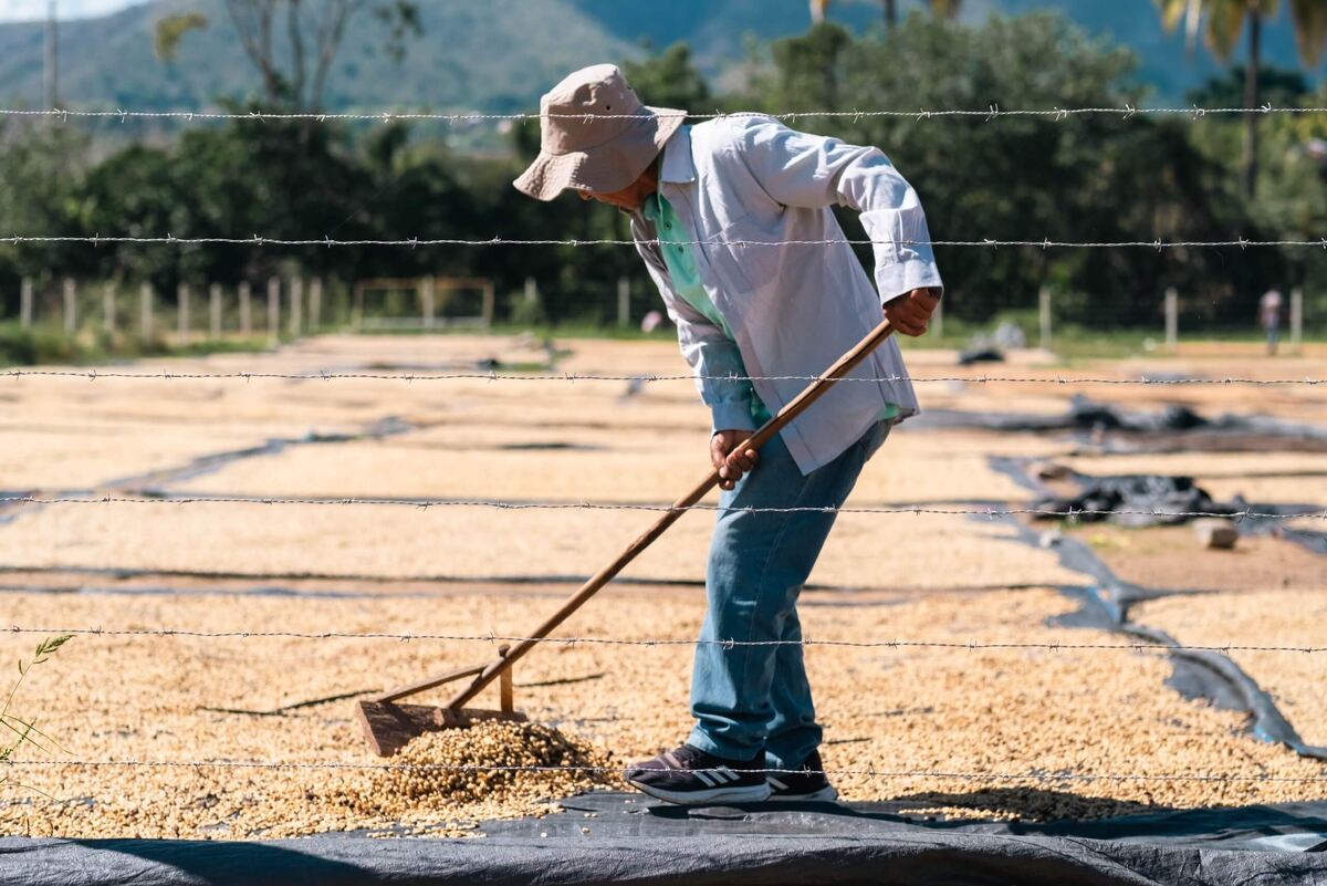 
Благодаря прослеживаемости покупатели кофе на всех уровнях могут проверить качество и безопасность его производства