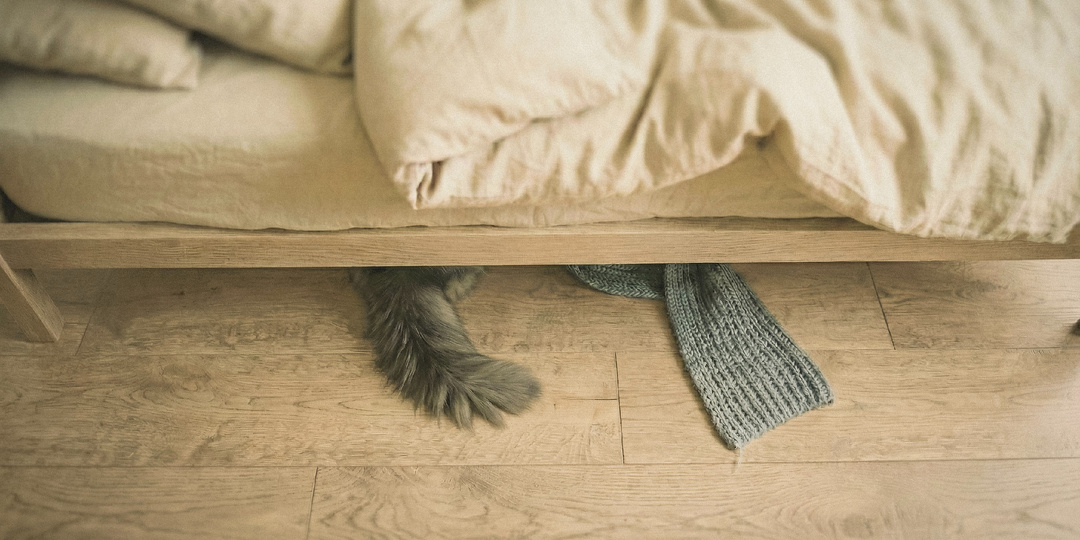 Кошачье гнездо: для кого Тиша готовил место