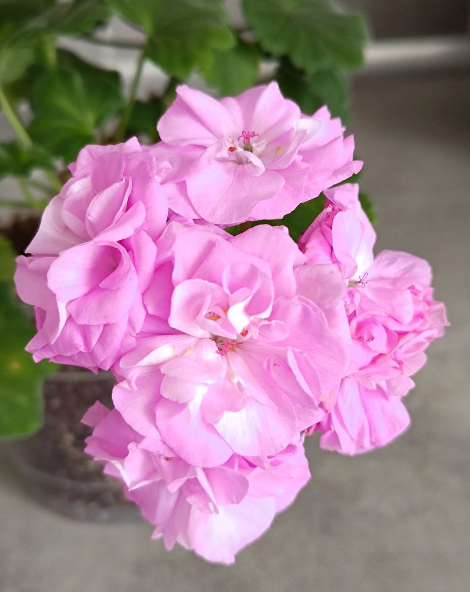 Таира Феврония