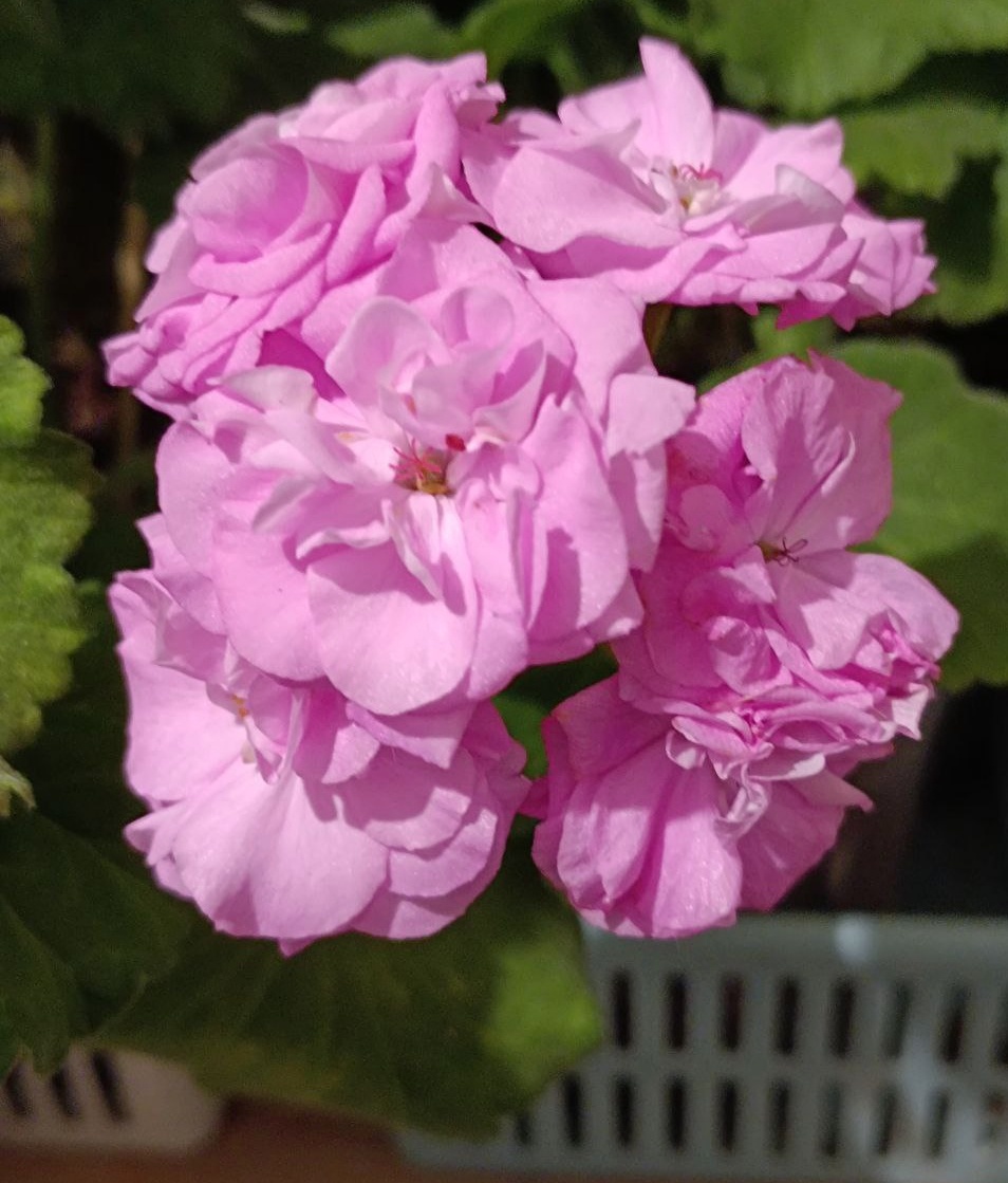 Таира Феврония