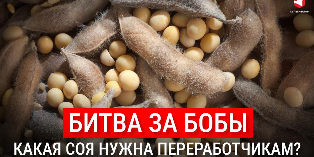 Битва за бобы: как российская соя перестала быть «дальневосточной» и зачем переработчикам масло