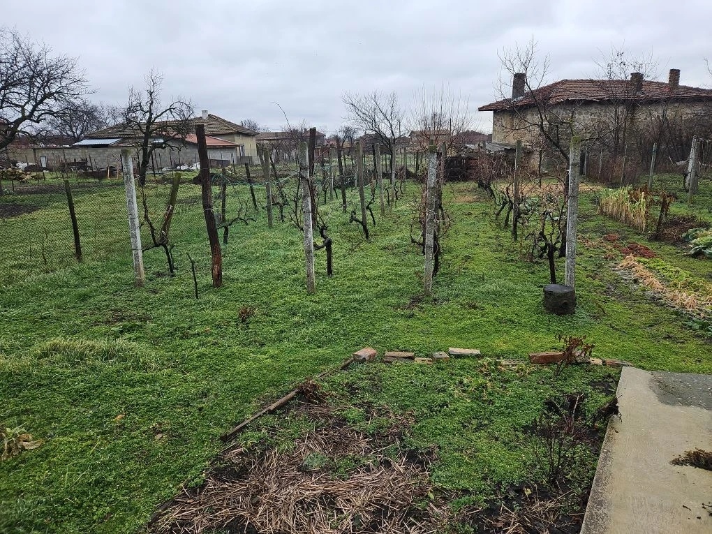 Зеленый виноградник