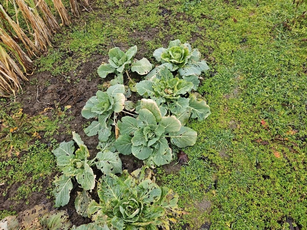 Мокрица захватила все