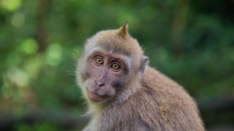    Фото: mobrafotografie/Shutterstock/Fotodom