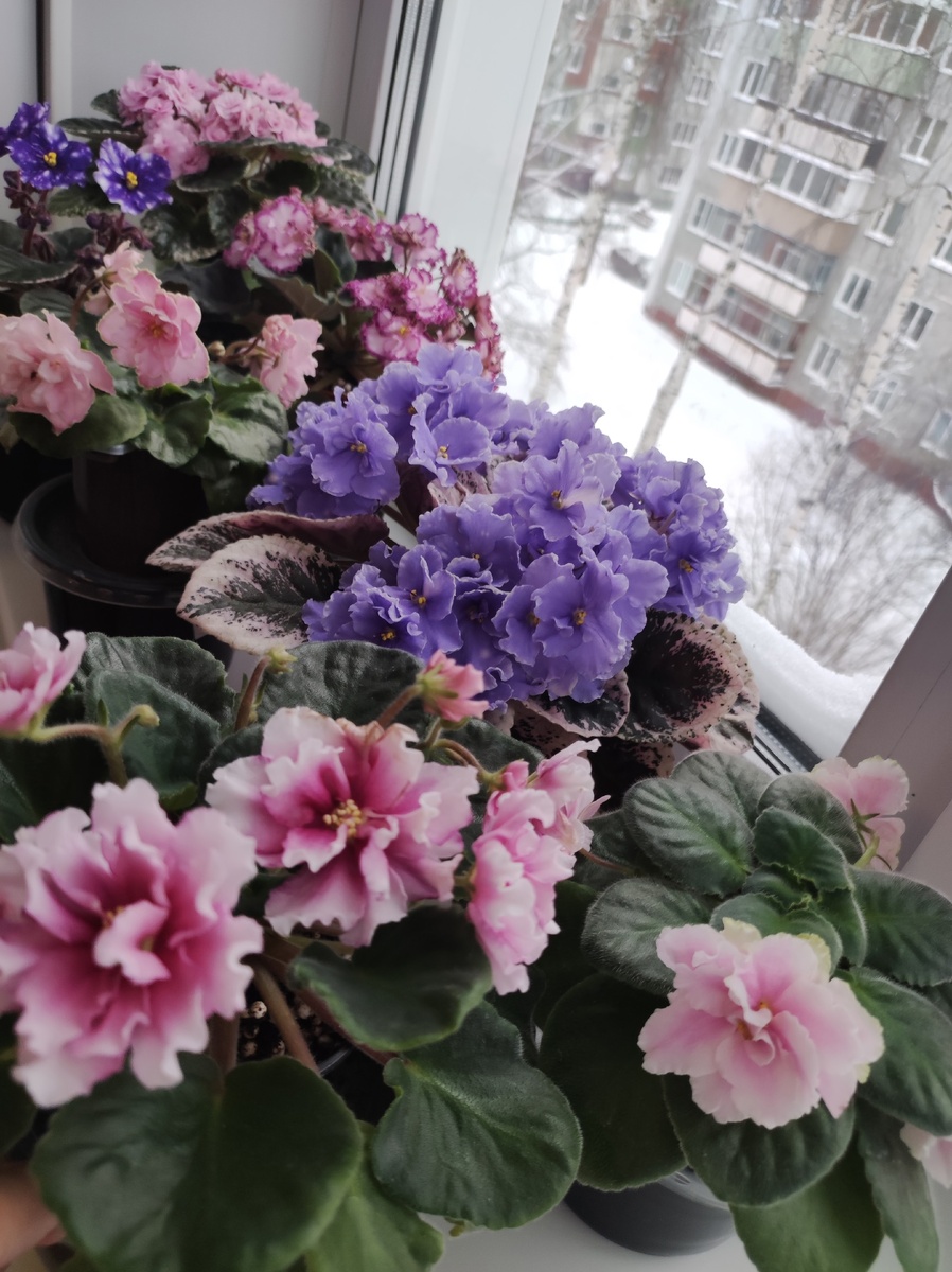 Это фото моих фиалок!