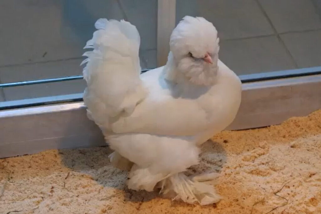    Фото: скриншот видео