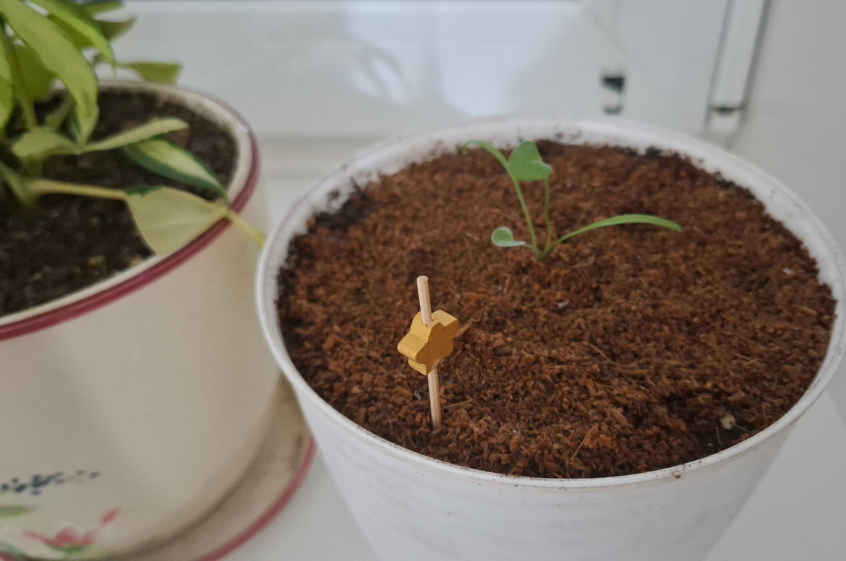 Вот такая маленькая, а ведь посеяла я ее первого декабря!