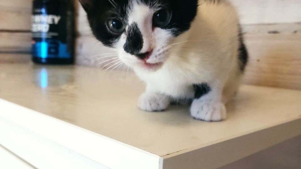 Котенок, который не знает, что он - бездомный