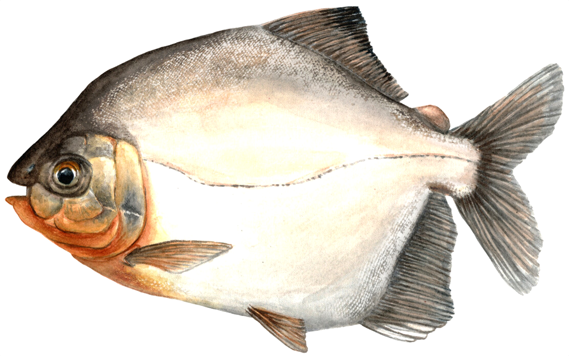 Prosomyleus rhomboidalis