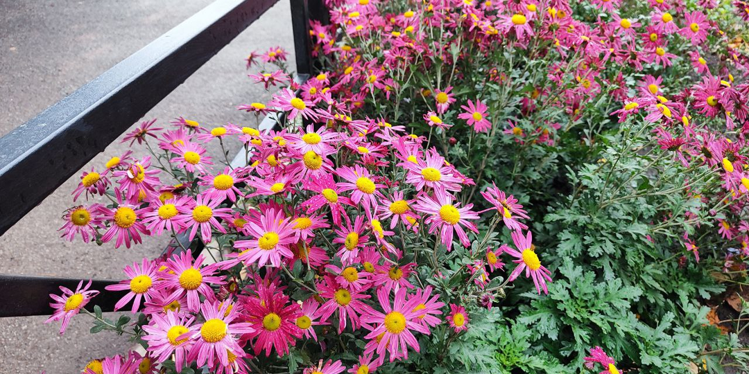 Сердце сироты. Глава 23.