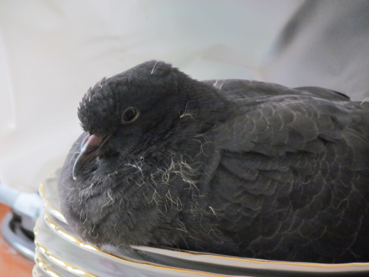 Птенец отдыхает на тарелке