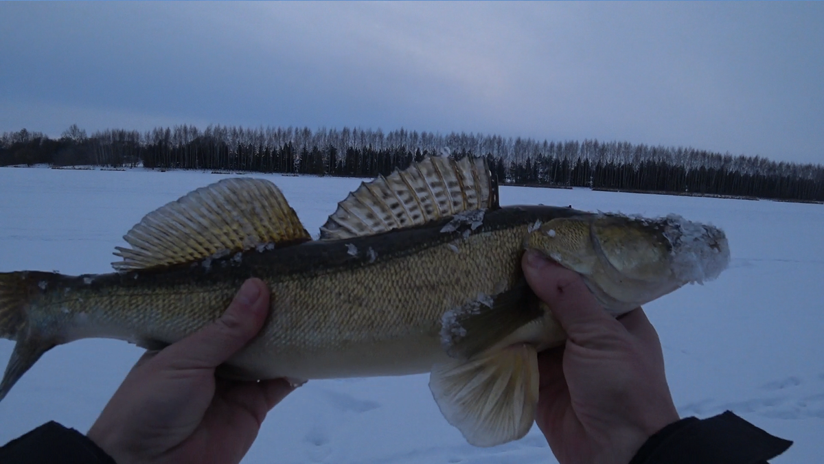 Судачки клевали!