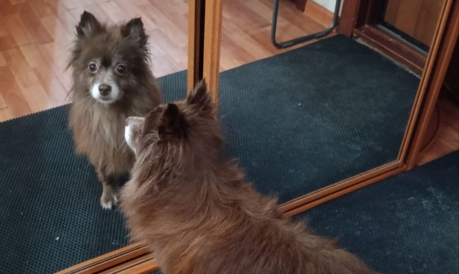 🐾 Первый привет из дома от Зои — теперь у меня есть зеркало и своя лежанка!