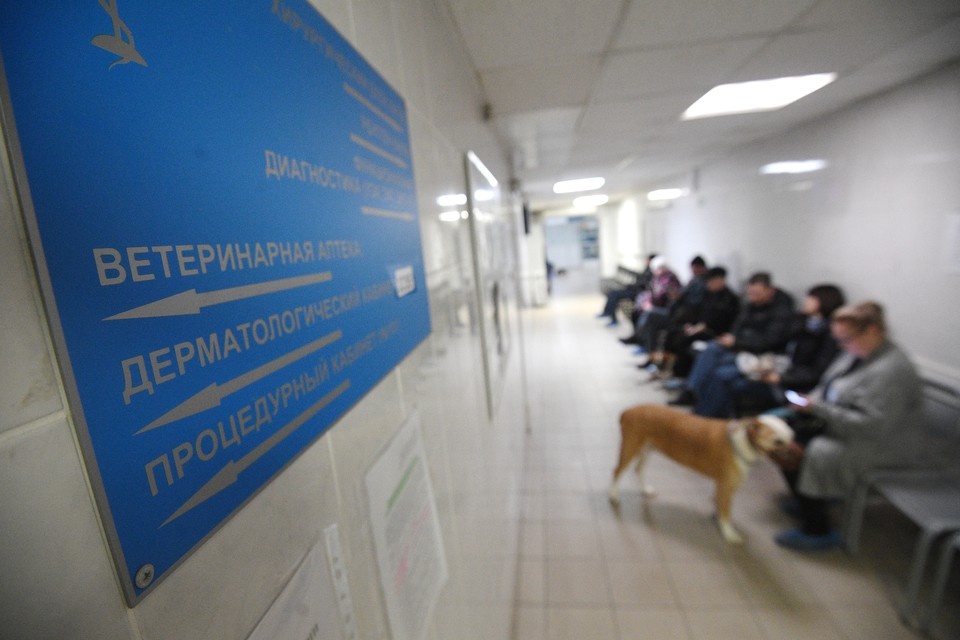    Питомцу, померанскому шпицу, требовалась помощь из-за открытого перелома задней лапы. Алексей БУЛАТОВ