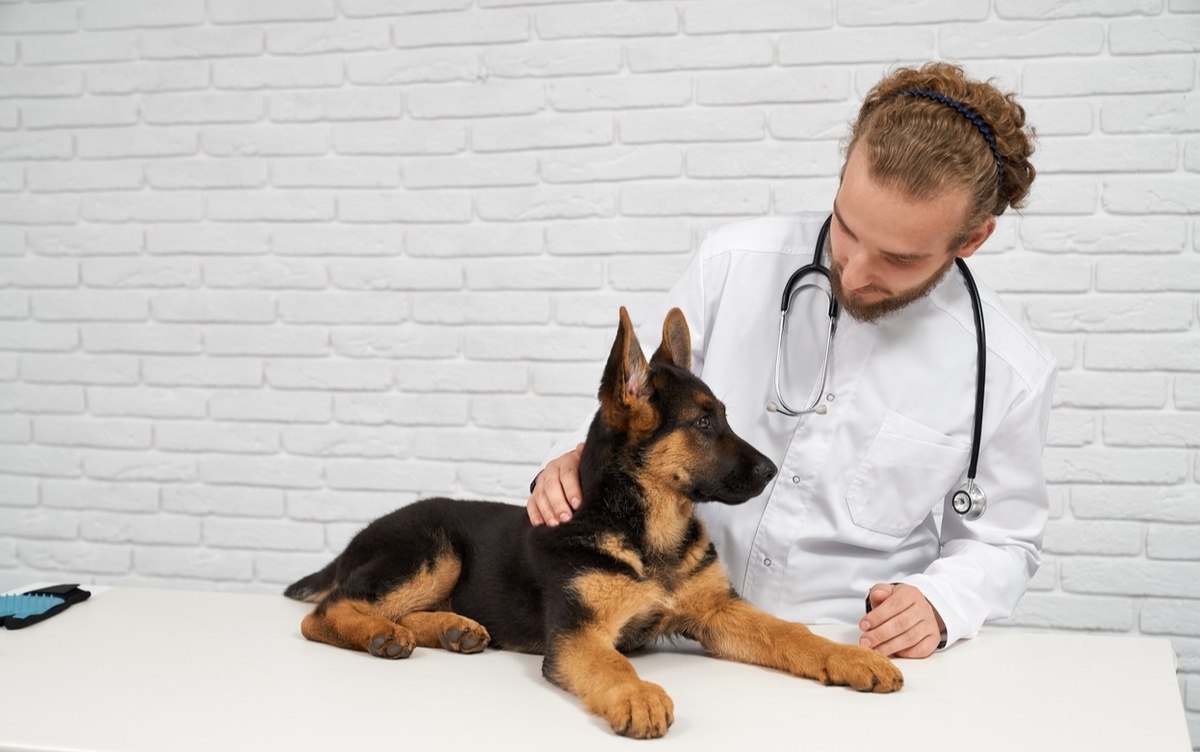    5 обязательных анализов для собаки каждый год — проверьте, сдает ли их ваш питомец