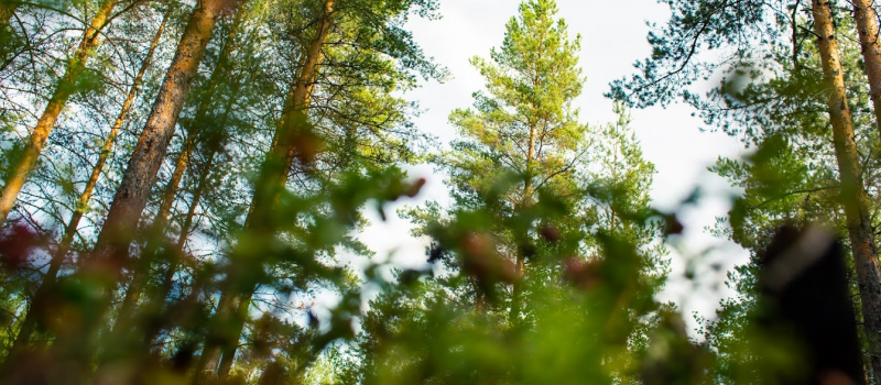    Людмила Корвякова