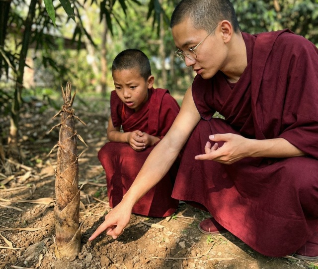 «САДОВНИК И БАМБУК»