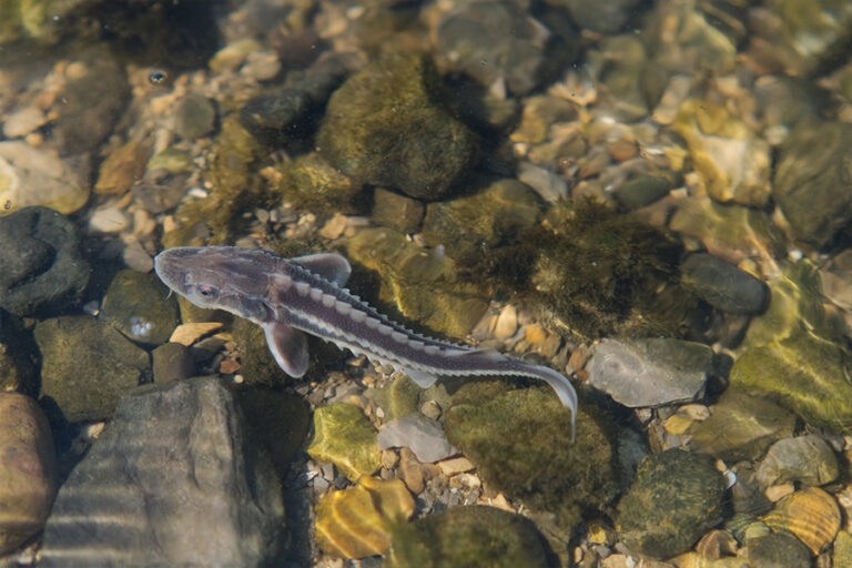 В Волгоградской области промаркируют товарную рыбу