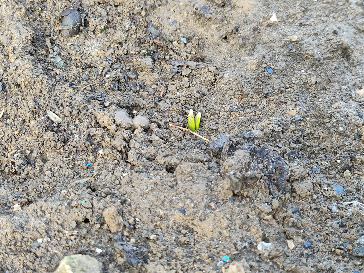 На второй куртинке пока один...