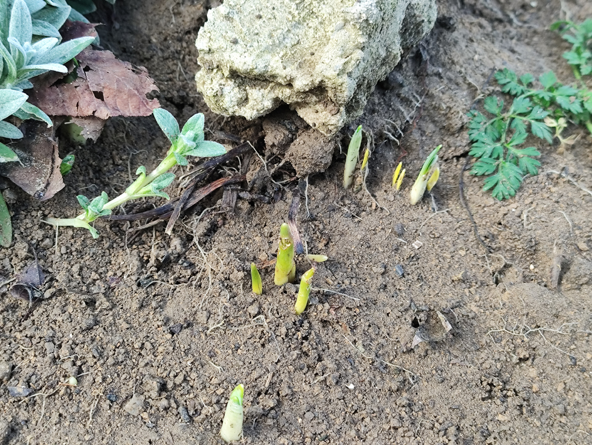 Подснежники показались