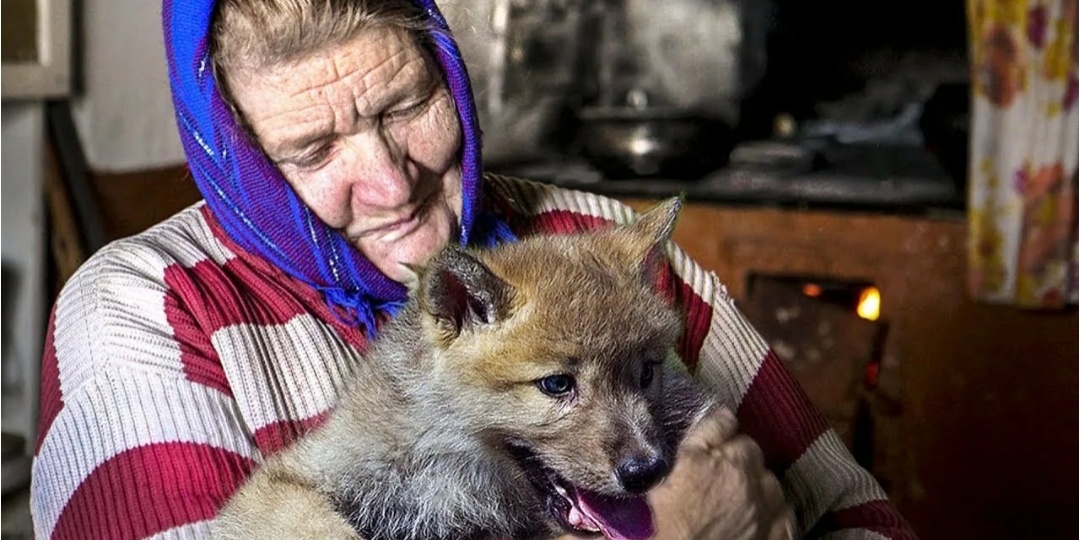 Баб Агафья нашла щенка, а он оказался волком. Часть 2