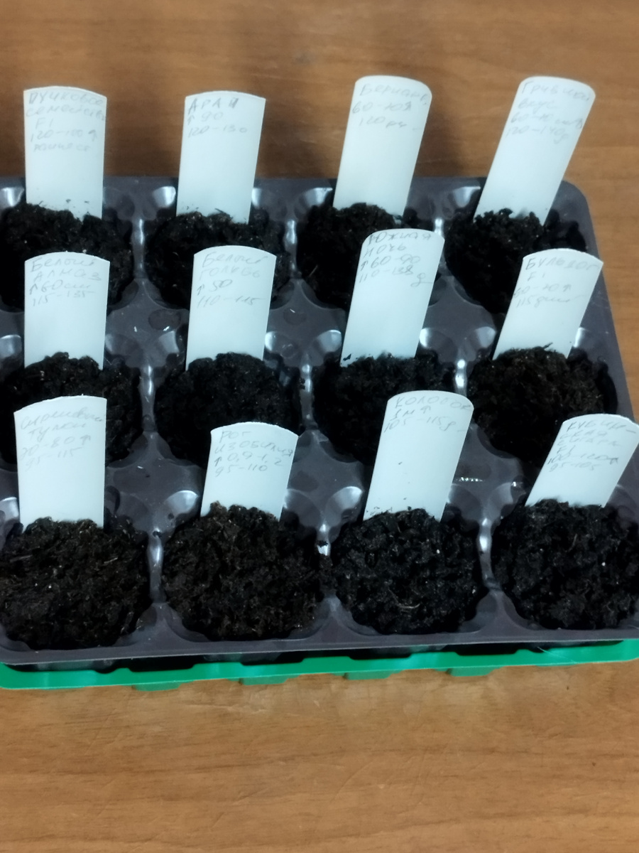 Первые мои посевы пасленовых. Январь. 