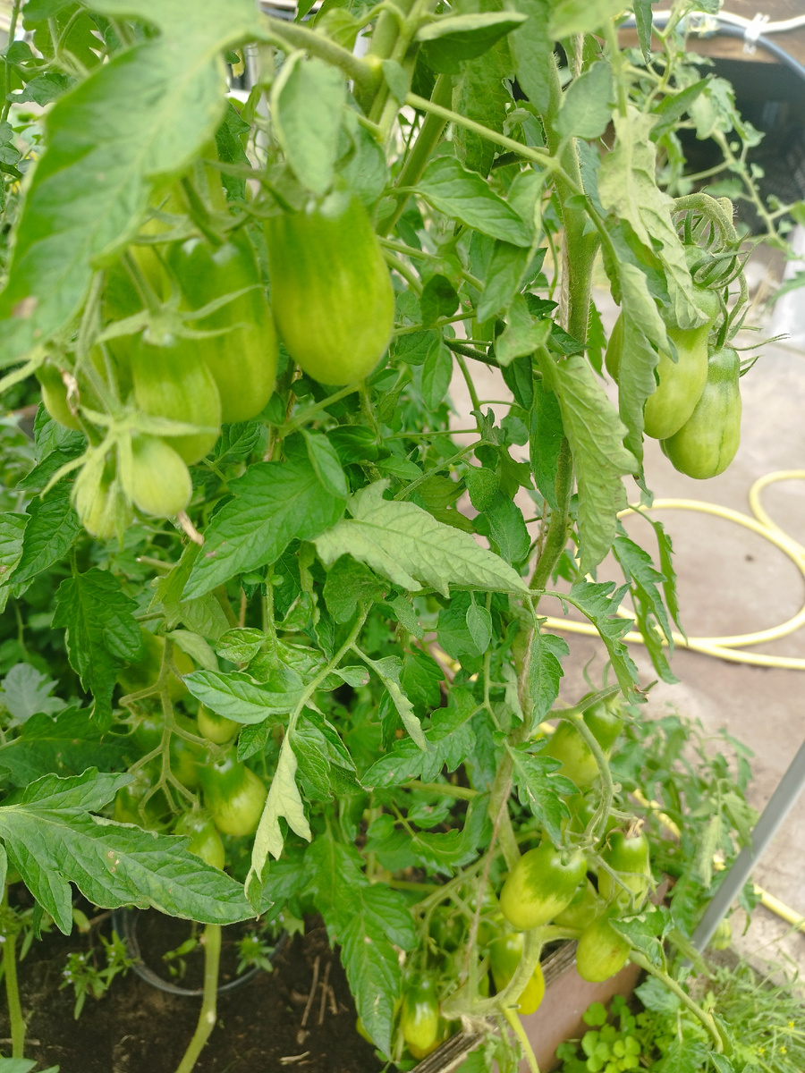 Зеленый кузнечик. Это спелые плоды! 