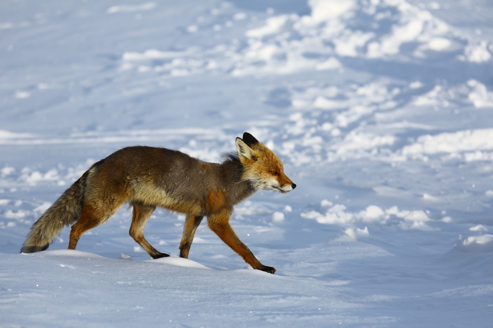    Бешенство поражает центральную нервную систему. Оксана ЗУЙКО