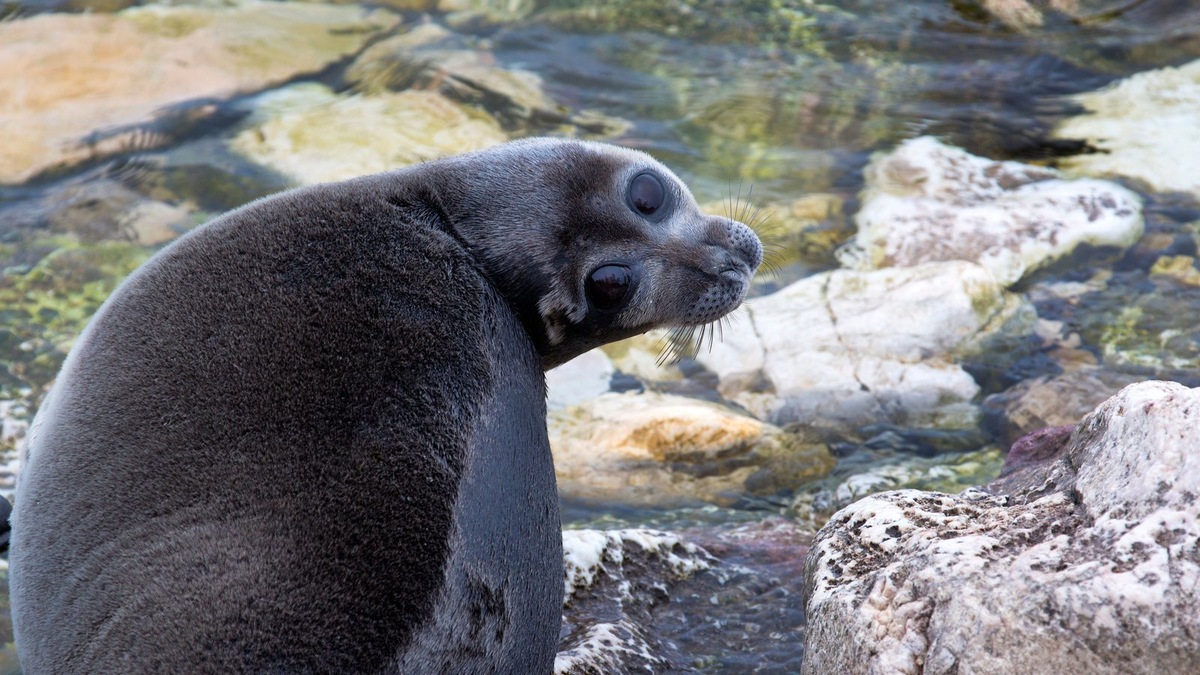    Нерпа, похожая на Звездочку