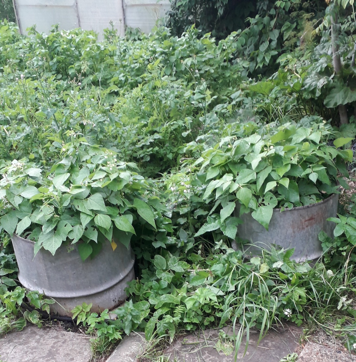 Фото 2. Фасоль в бочках