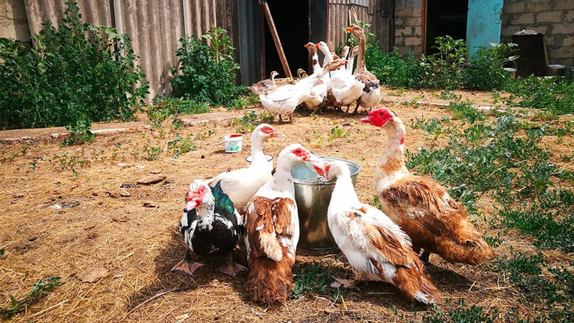 Грядки вместо стартапов: что теперь нельзя делать на даче по новому закону