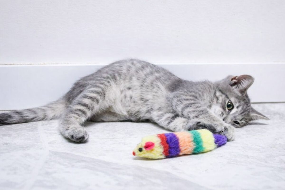 Почему у котёнка большой живот