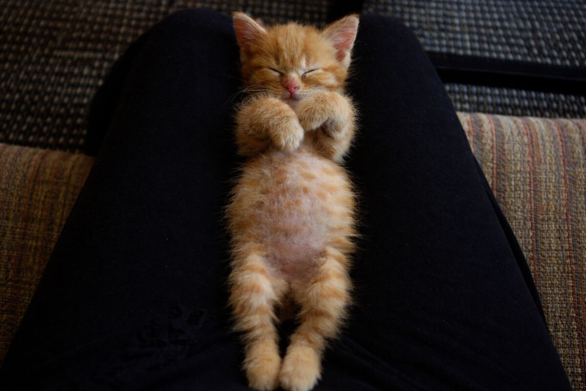 Вздутый живот у котенка