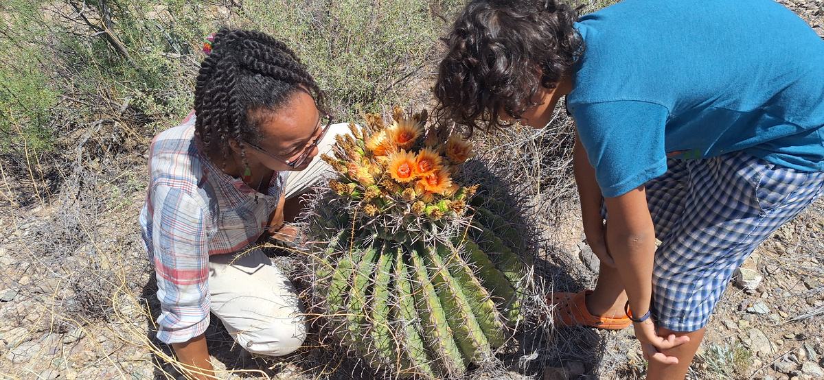 Кактус, кажется