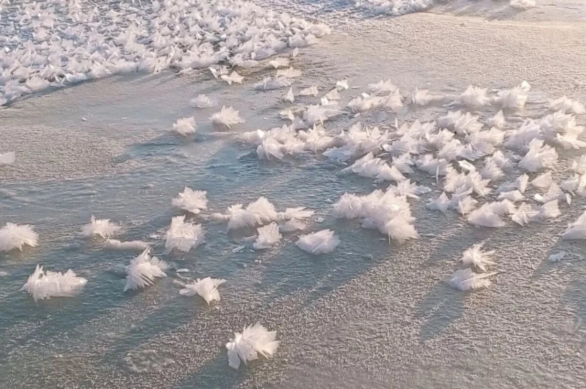    На липецких водоёмах распустились «ледяные цветы»