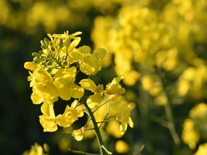 РСХБ прогнозирует увеличение производства масличных