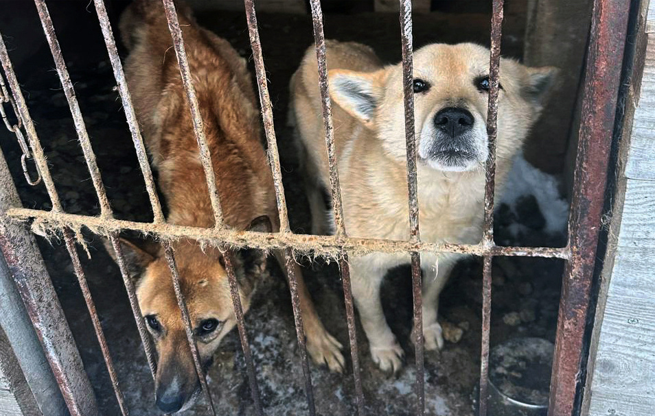 Кристина Долштром