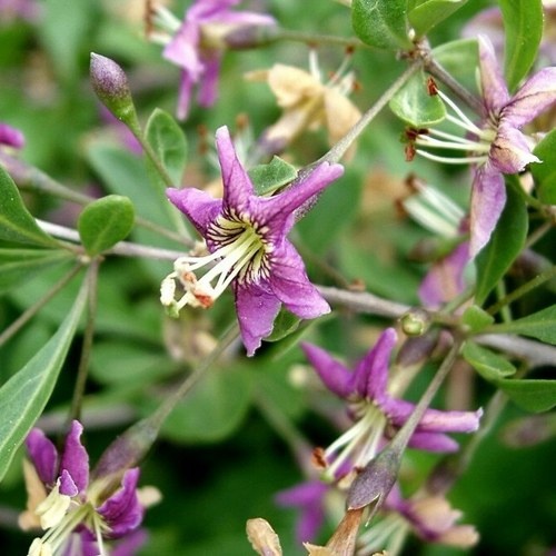 Коджи, цветение